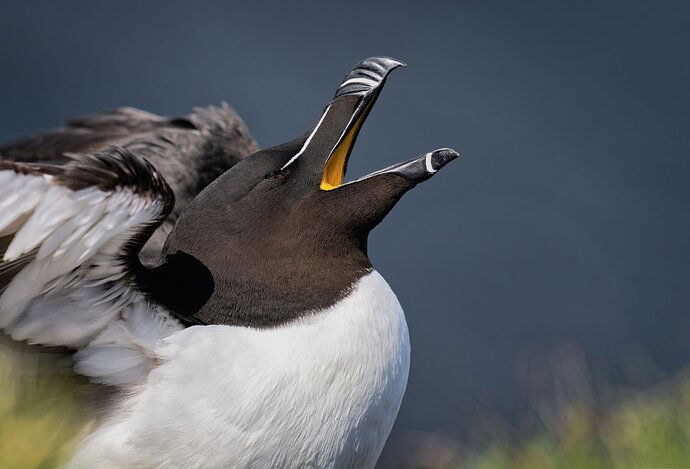 Razorbill Portrait
