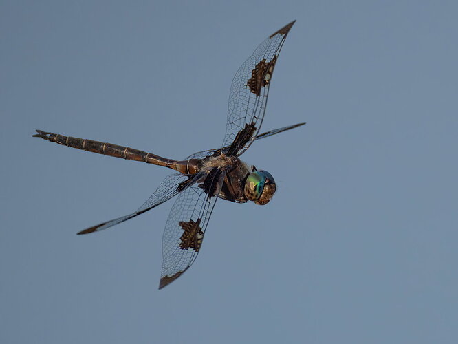 Original - Prince Baskettail Dragonfly 1.jpg