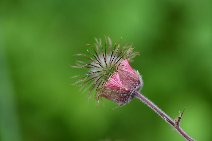 Water Avens, June.jpg