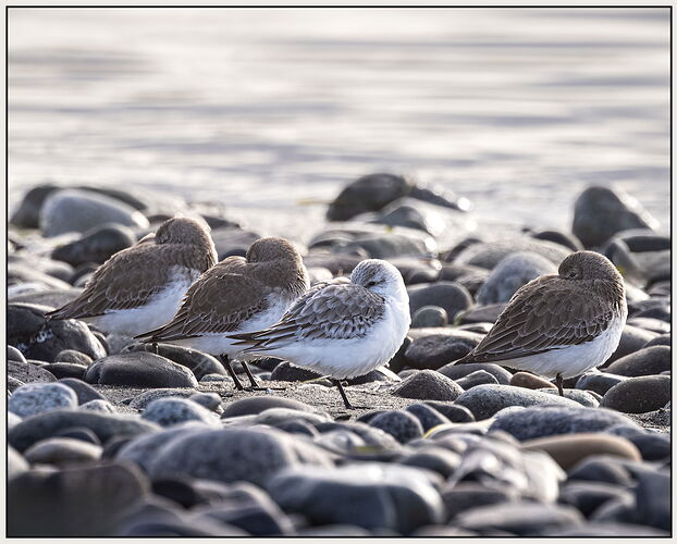 Sanderlings-NPN.jpg