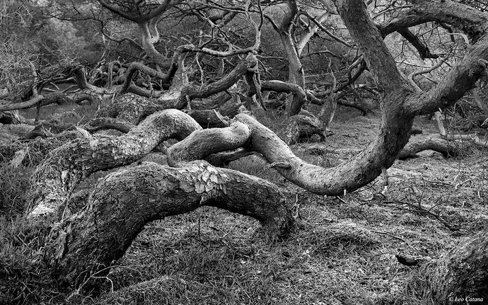 Wood of Trolls.jpg