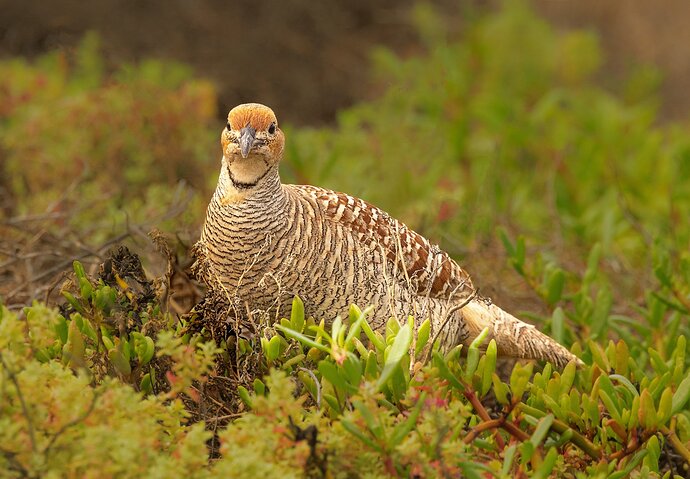 Gray Francolin-NPN reworked