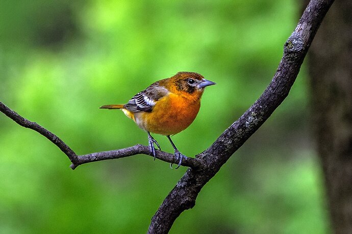 Baltimore Oriole, Juvenile Male