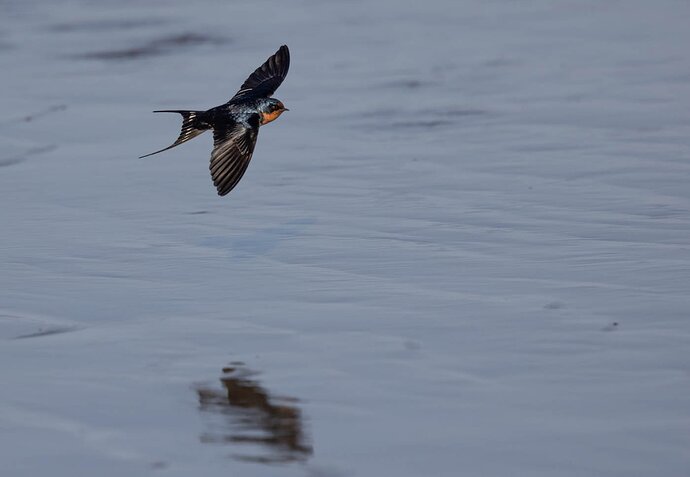 Barn Swallow-9165.jpg