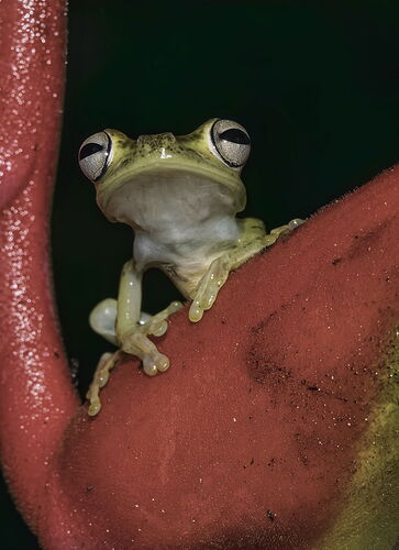 Green Frog 1 copy.jpg