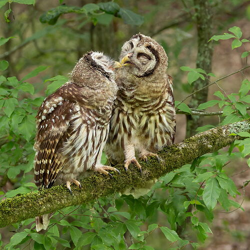 Barred Owl 27.jpg