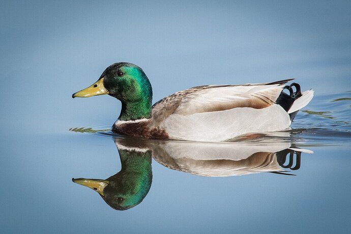 Mallard Portrait