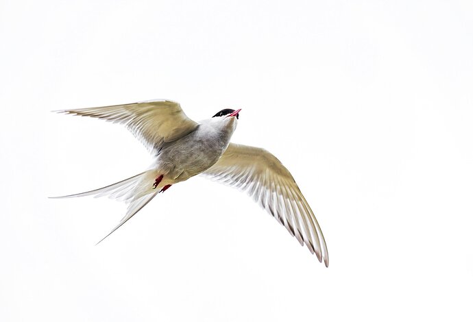 Arctic-Tern-2-copy_DxO-Edit-copy-new