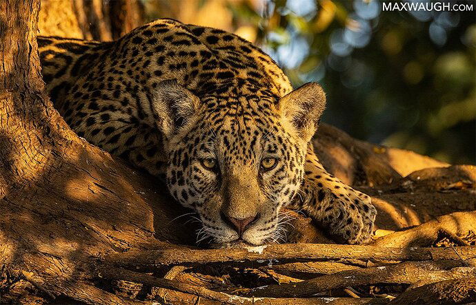 Resting Jaguar