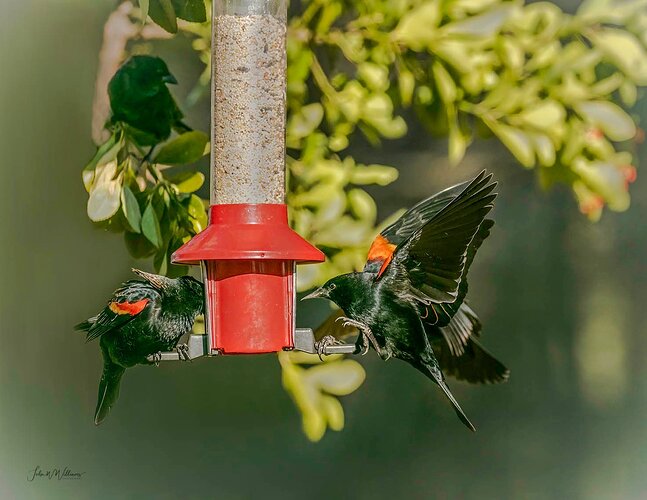 Red-wing Blackbird Feeding Frenzy