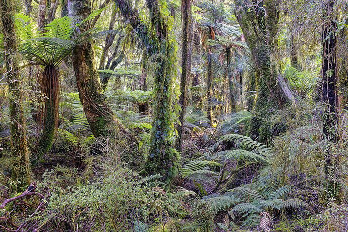 160229-270-Temperate Rain Forest, Moeraki, New Zealand_DxO copy.jpg