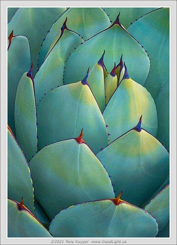 Agave Cradle