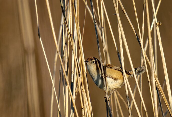 Another Marsh Wren