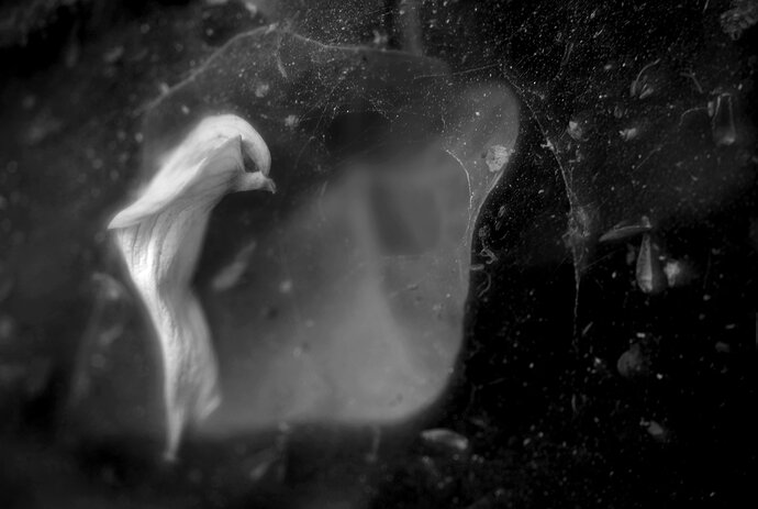 Avenging Angel of Chaos 864A6452