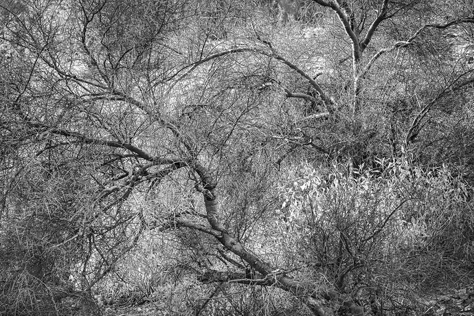 Palo verde trees 3c-.jpg
