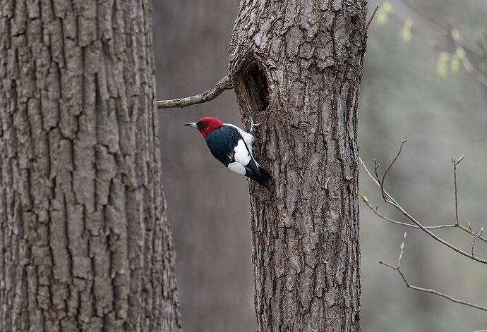 RedHeadedWoodpecker.jpg