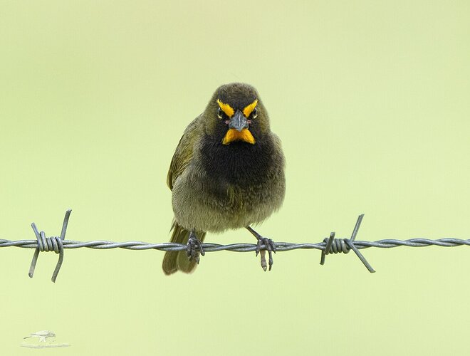 Male Yellow-faced Grassquit