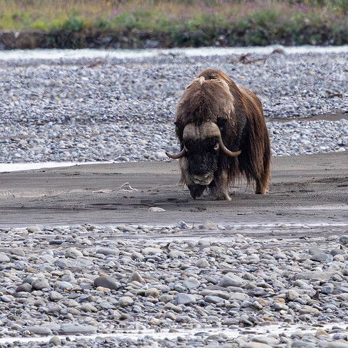 North Slope neighbor.jpg