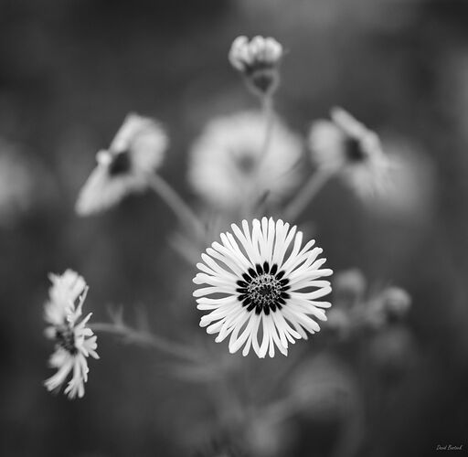 20250625_070113_Z826357