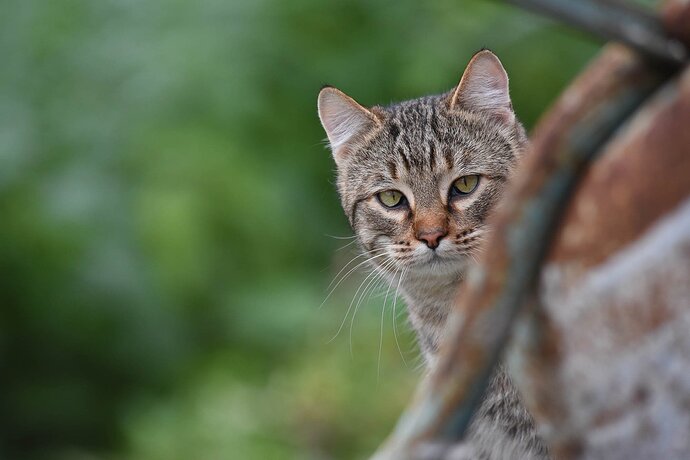 Cat census