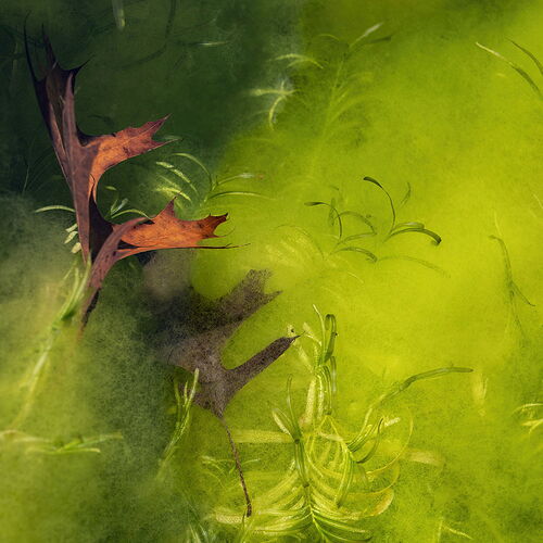 Consumed by algae.jpg