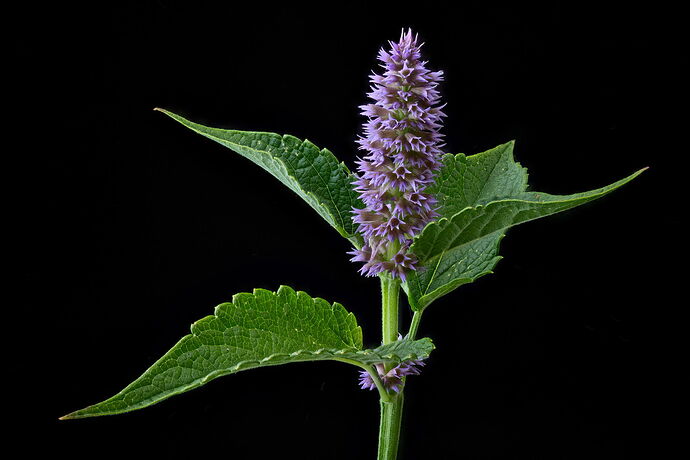AniseHyssop.jpg