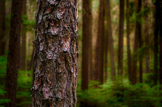 Revision 1 - A Walk in the Forest-20250912-.jpg