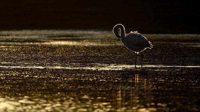 NPN_CHILEAN_FLAMINGO_FTU7010_2.jpg
