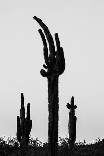 Saguaros c2-.jpg