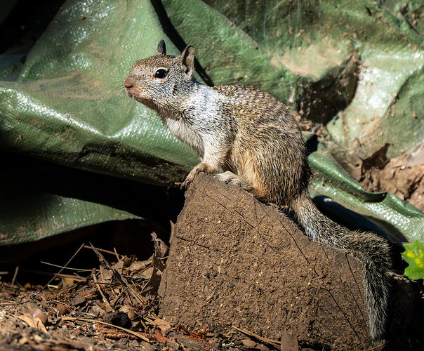 Original - GROUND SQUIRREL.jpg