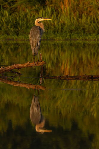 Great Blue Heron 49.jpg