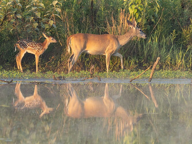 White-tailed deer 28.jpg
