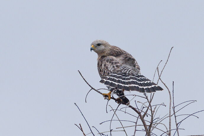 DSC_7060_DxO-2