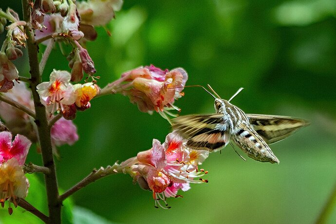 White-lined Sphinx Moth