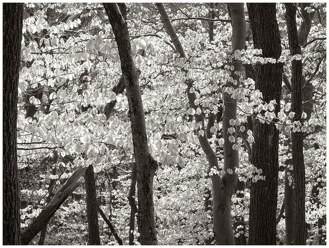 A Moment in Spring