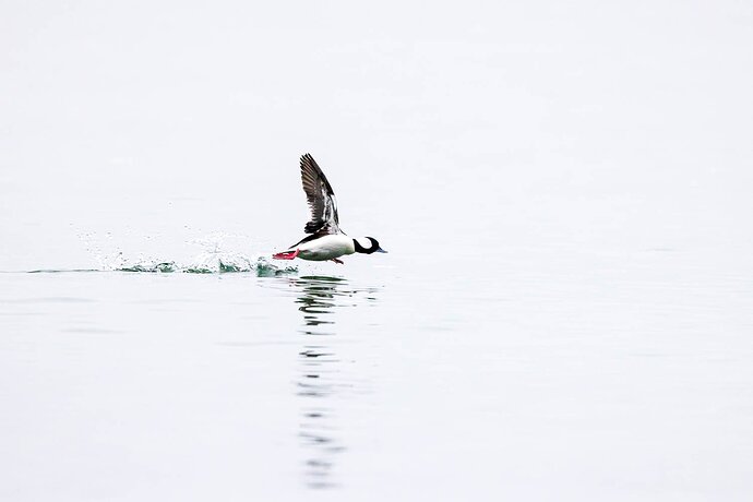 Bufflehead on the Run