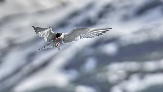 Arctic Tern - Hovering Before Mountains #2