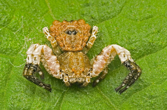 Bird-Dropping Crab Spider.jpg