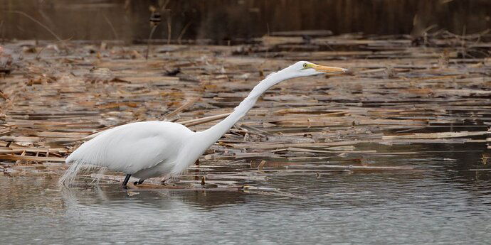 20230221-silverwook-lake-Shorebirds-0346-Edit