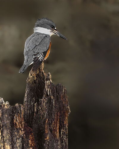 Belted Kingfisher-NPN.jpg