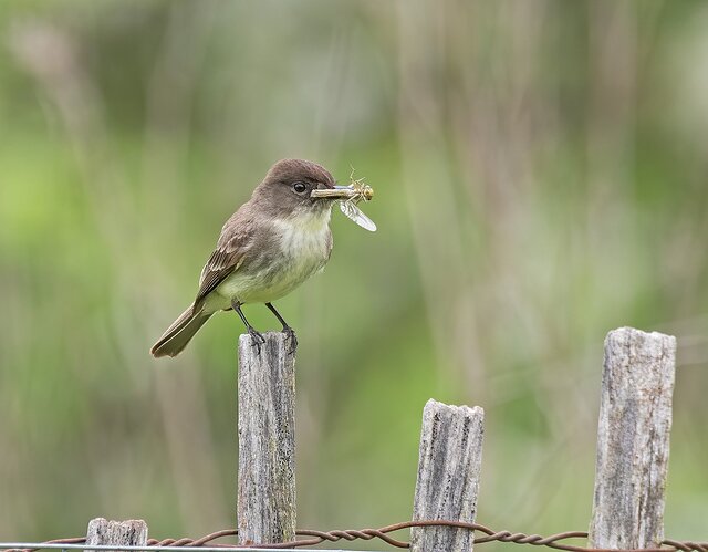 EasternPhoebe3