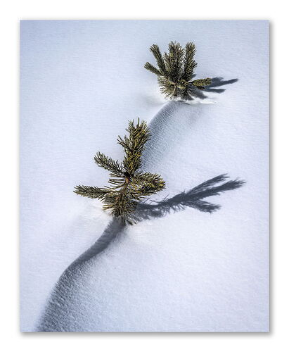 20250226 Little Guys.jpg