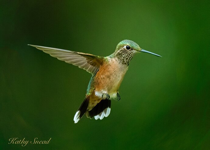 Broadtail hummingbird.