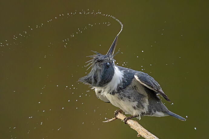 Belted Kingfisher 147.jpg