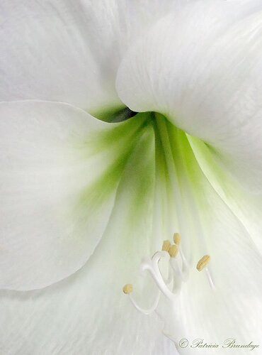 Late Blooming Amaryllis