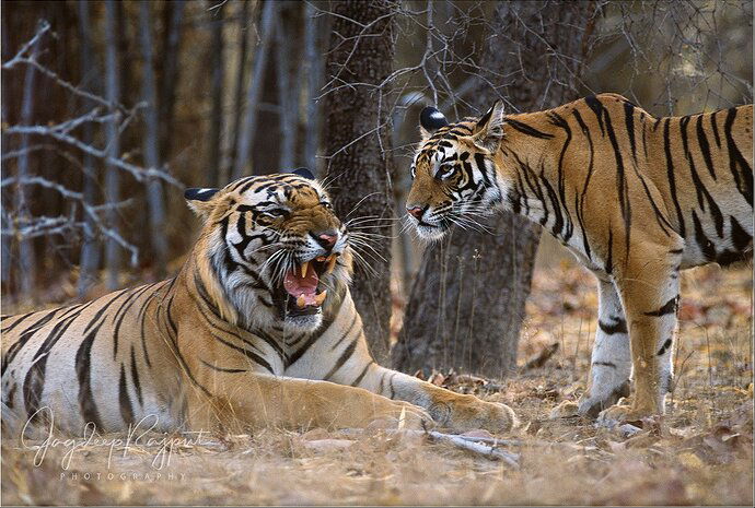 Male Tiger with young cub