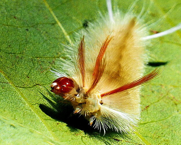 Nightmare on a Leaf