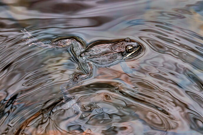 Wood Frog, call incoming.jpg