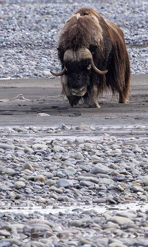 North Slope neighbor v6