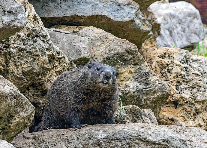 Resident Groundhog